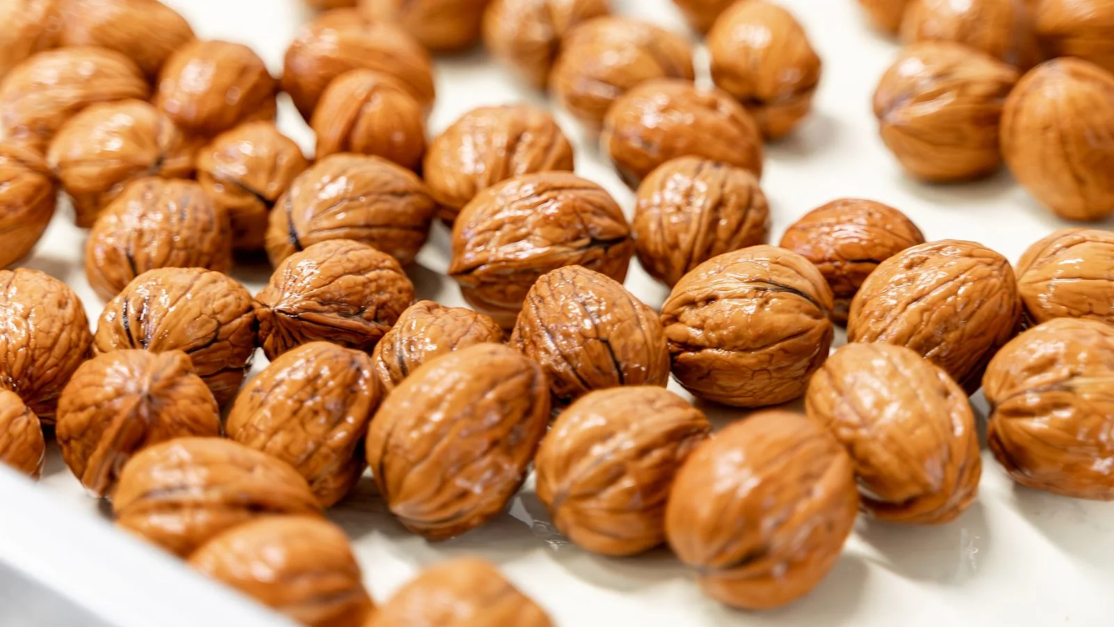 Macro photograph of Chandler walnuts in shell