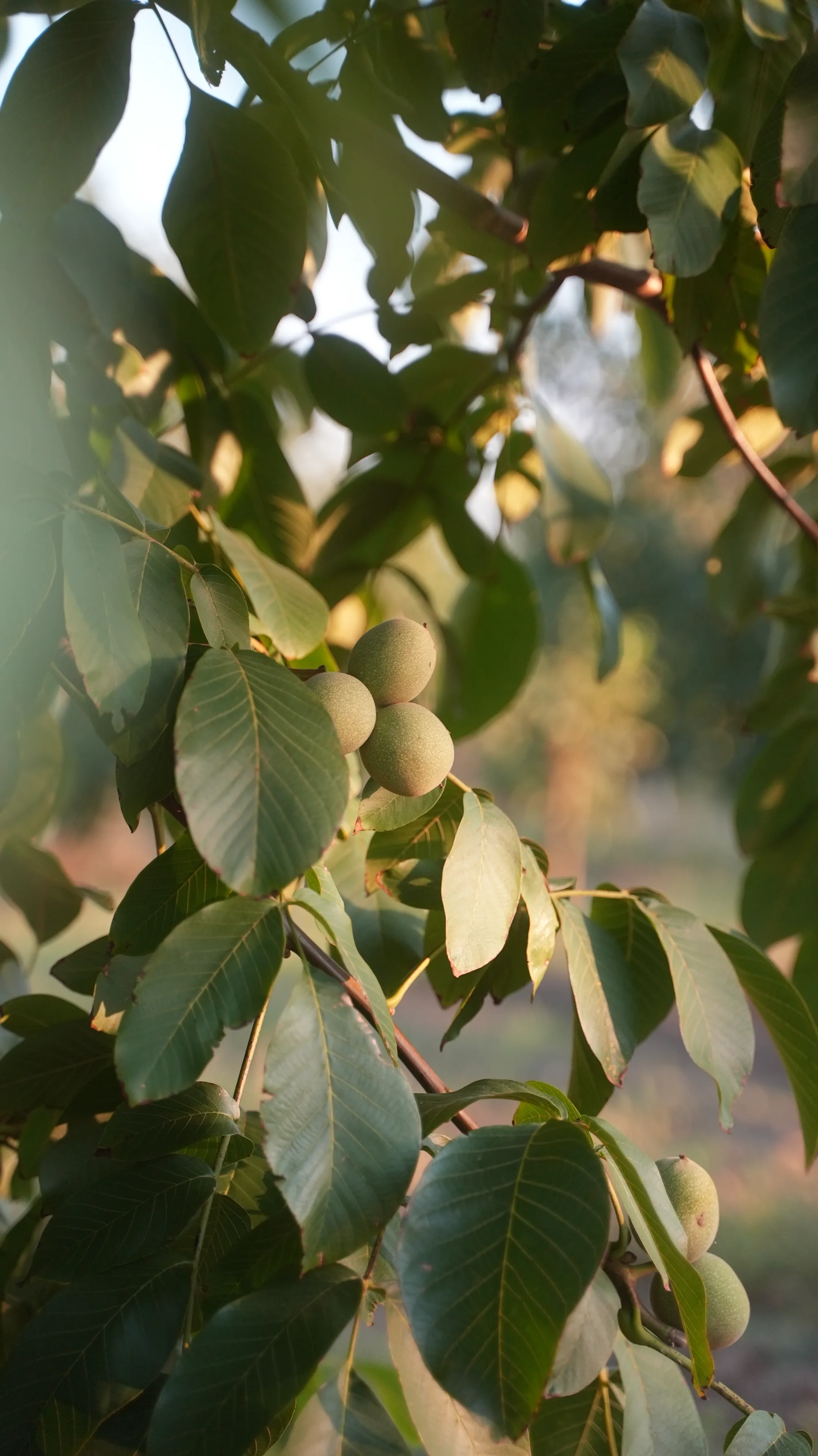 Chandler walnuts ripening in their green husks on the branch